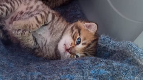The kitten opens its eyes