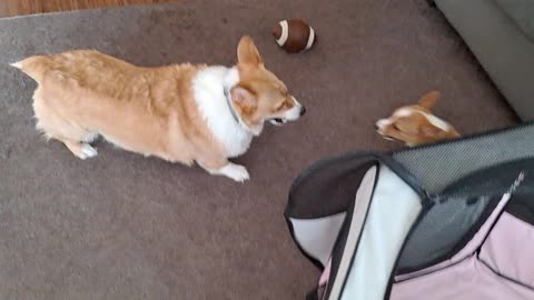 Is this normal for corgis