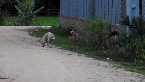 DOGS ON STREET CHASE FEMALE IN HEAT