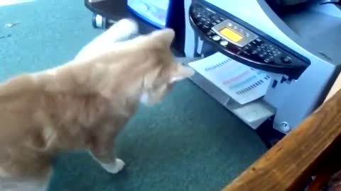Cat vs Xerox machine