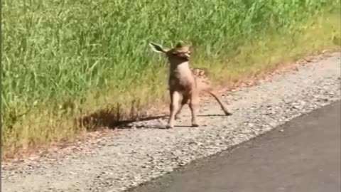 Funny and attractive deer video clip