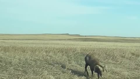 Badlands Big Horn