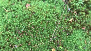 Closeup of Tiny Mini Mushrooms/Mushroom Harvest