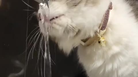 Cat Drinks Water In The Faucet