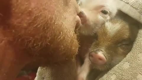 Man repeatedly kisses baby mini pigs