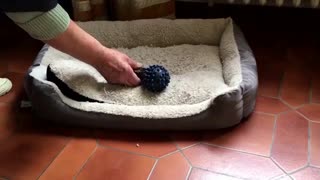 Baby puppy barks at the toy!