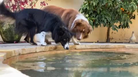 Border collie playtime