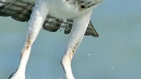 Eagle caught two fish