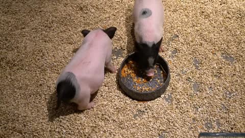 Pigs eating carrots