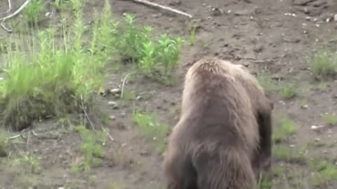 Bald Eagle vs Grizzly