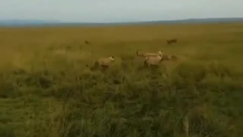 Hyenas brutally attacking a lioness.