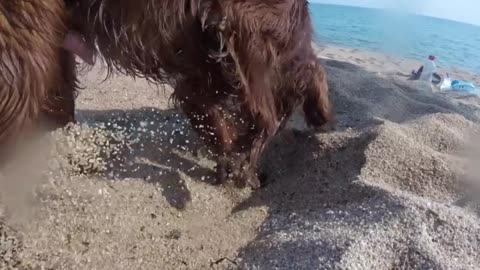 Wonderful playtime for a dog on a sandy beach