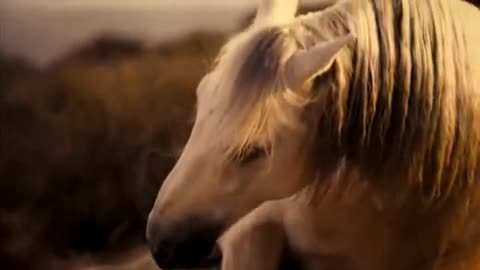 Horse, A History Of The World Narrated by Michael Fassbender