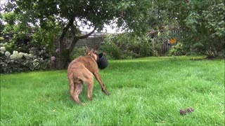 Puppy is playing with a plant pot