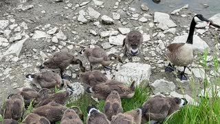 Canada Geese chicks love oat meal