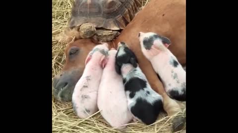 Compilation of cute baby animals 😍🥰
