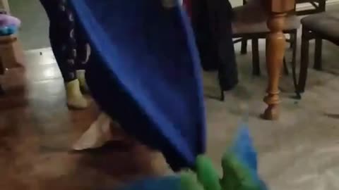 Sam the macaw playing blanket games