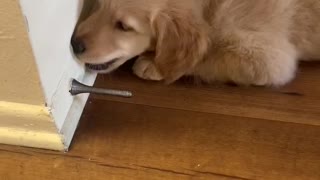 Puppy challenges doorstop nemesis