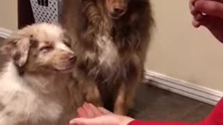 White puppy learns to shake hands with older brown dog