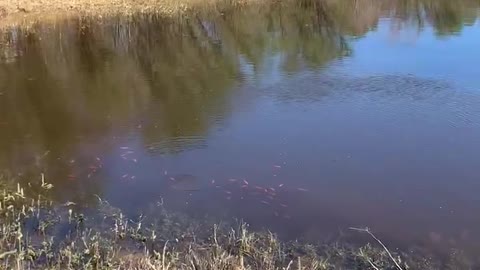 New Goldfish Pond.