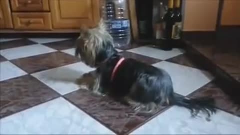 funny cat, dog with the sound of a funny drift.