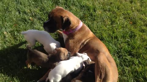 Cute Boxer Puppies - PERFECT Christmas gift for your family !