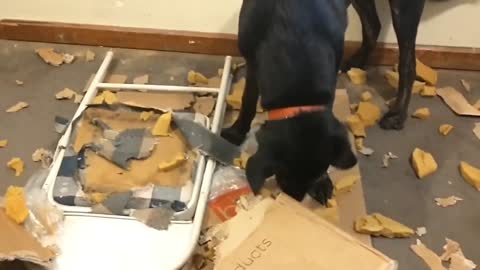 When your Puppy realized he's in trouble