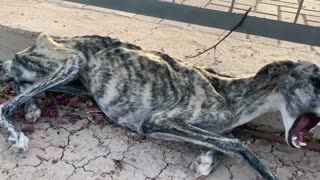 Malnourished Abandoned Greyhound Howls In Pain