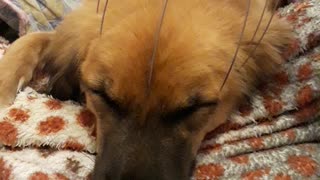 Super relaxed dog gets the best massage ever