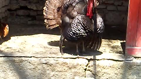 Turkey in the zoo