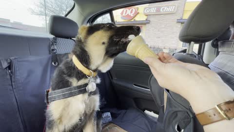 Cute 13 week old German Shepherd Puppy Kefa licks an Ice Cream Cone from Dairy Queen