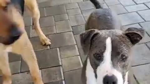 Funny Dogs Video Dog will make you Laugh