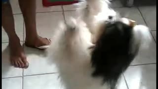 Shih-tzu dancing