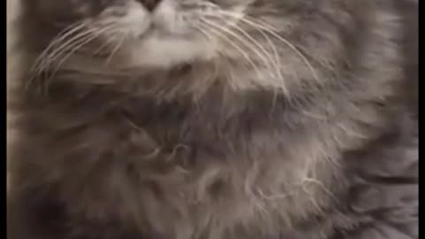 Funny Animals/Fat cat