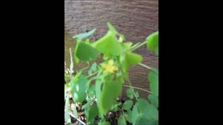 Healing Wounds with Wood Sorrel