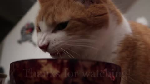 Cat eats dinner