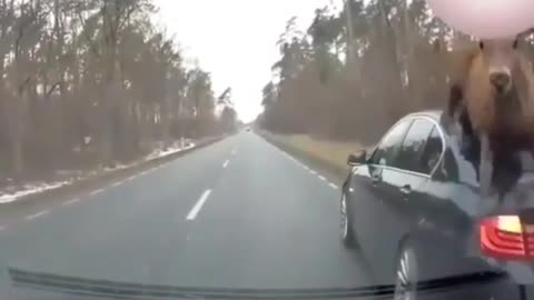 deer invade lane and crash into car