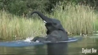 Elephant Swims in The Lake And Dives.