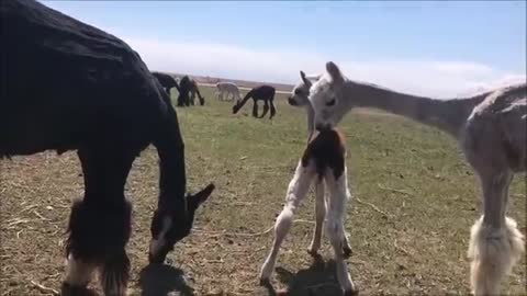 A Baby Alpaca in the house!? With a dog and a cat? This farm is nuts!