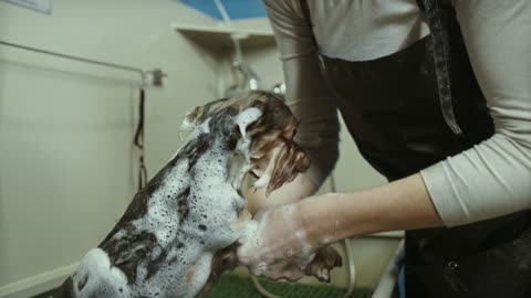 Cute dog bathe so funny