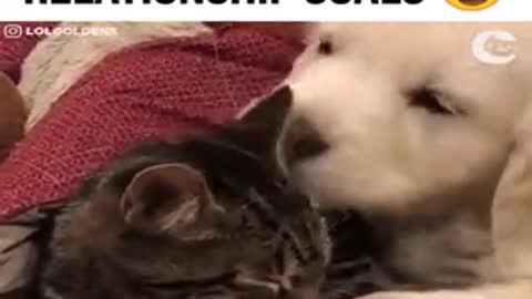Cat and dog are best Friends ever.