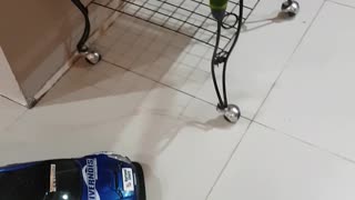 Bird Rides RC Car