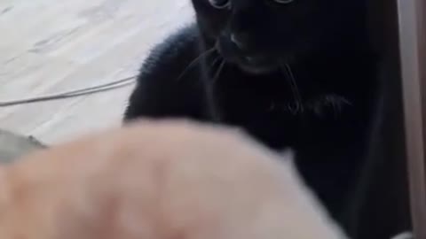 When the black cat’s pupils also turn black cat cute