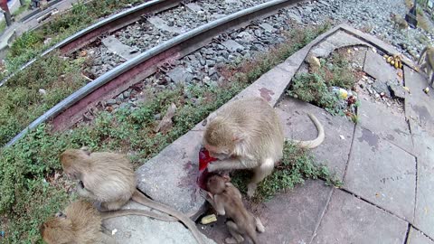 Monkeys like to eat red syrup