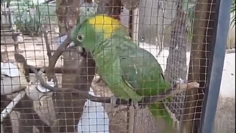 Funny videos birds parrots 2021 the best!!!!