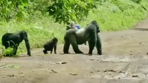 The leader of the orangutan, is protecting the group to move