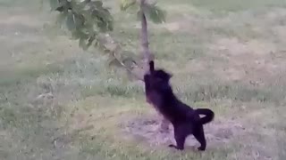 Charlie scratches tree