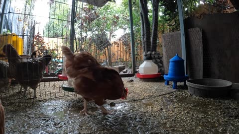 Backyard Chickens During Heavy Rain Sounds Noises Hens Roosters!
