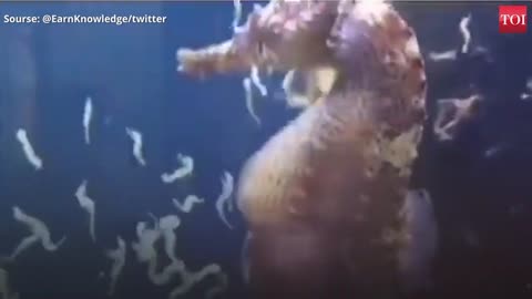 Amazing Male Seahorse giving birth