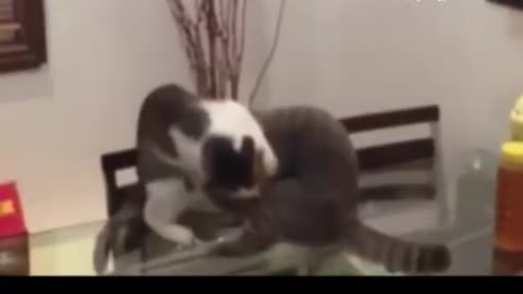 if your cat is John Cena!!! 😂 Funny Animals Video 😂 2021